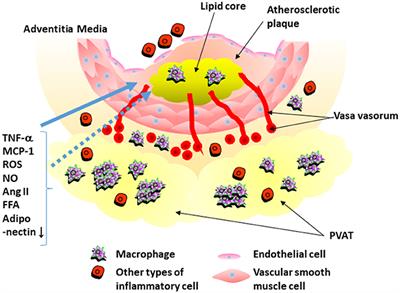 Roles of Perivascular Adipose Tissue in the Pathogenesis of Atherosclerosis